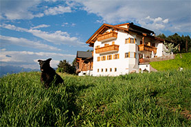 Bauernhof mit altem Hofhund