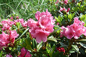 rosa alpina