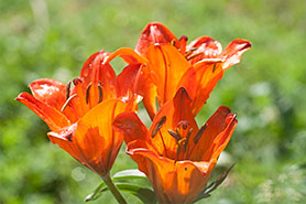 	giglio rosso