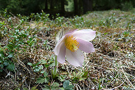 fiore pasqueflower