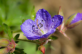 cranesbill