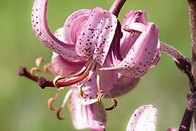 lilium martagon