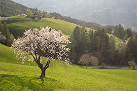 Primavera sul maso