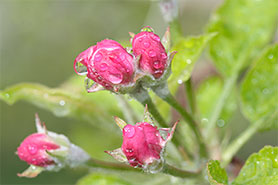 Die Knospen einer Apfelblühte