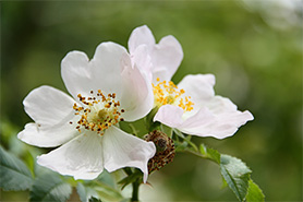 	fioritura della rosa canina