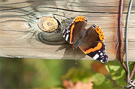 una farfalla su un pezzo di legno
