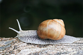 Weinbergschnecke