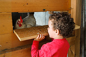 Daniele con le galline