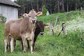 Tiere auf der Weide