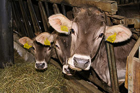 Mucche in stalla