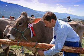 Spettacolo bestiame, la mucca premiata