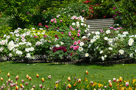 Pfingstrosen und Tulpen im Schloss Trautmansdorf in Meran